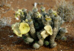 Afvallen met Hoodia Gordonii